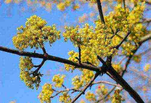 dogwood planting and care in the open field in the suburbs