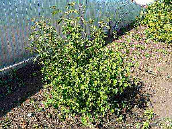 dogwood planting and care in the open field in the suburbs