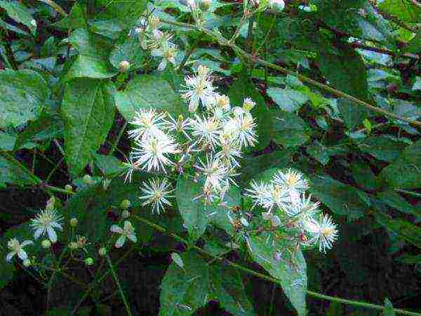 clematis white cloud planting and care in the open field