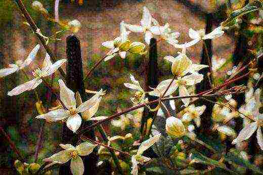 clematis white cloud planting and care in the open field