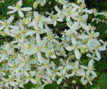 clematis white cloud planting and care in the open field