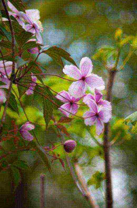 clematis white cloud planting and care in the open field