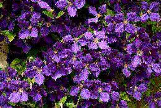 clematis white cloud planting and care in the open field