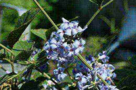 clematis puting ulap na pagtatanim at pangangalaga sa bukas na bukid