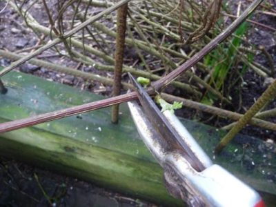 clematis puting ulap na pagtatanim at pangangalaga sa bukas na bukid