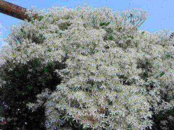 clematis puting ulap na pagtatanim at pangangalaga sa bukas na bukid