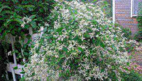 clematis white cloud planting and care in the open field