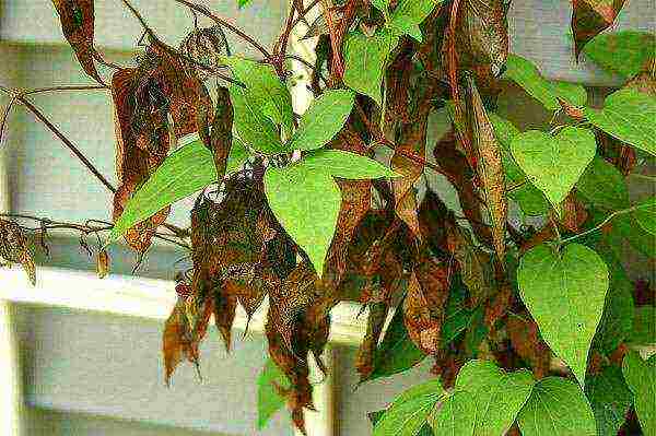 clematis planting and care in the open field in the Urals