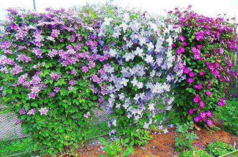 clematis planting and care in the open field in the Urals