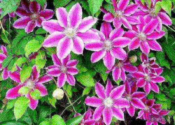 clematis planting and care in the open field for the winter