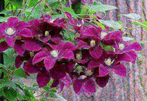 clematis planting and care in the open field for the winter