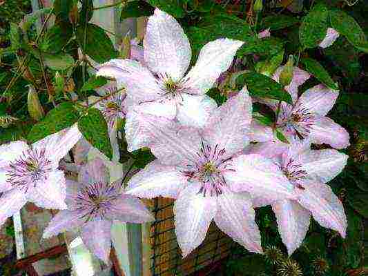 clematis planting and care in the open field for the winter