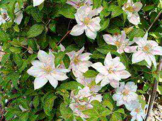 clematis planting and care in the open field for the winter