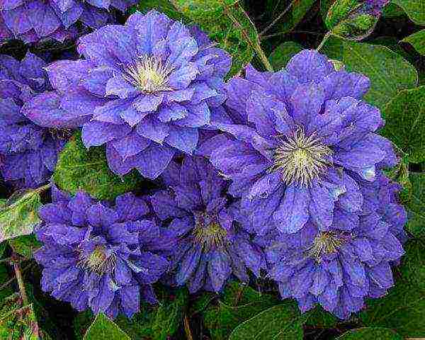 clematis planting and care in the open field for the winter