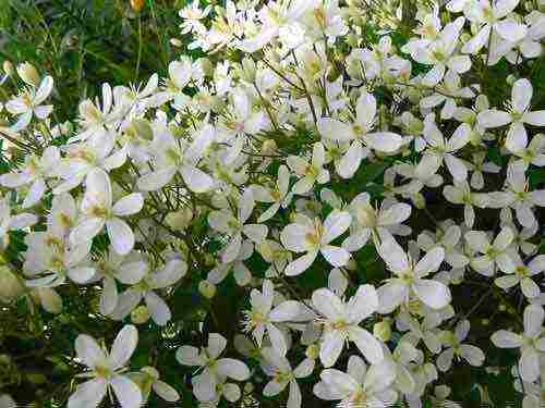 clematis planting and care in the open field for the winter