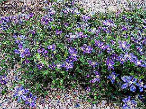 clematis planting and care in the open field for the winter