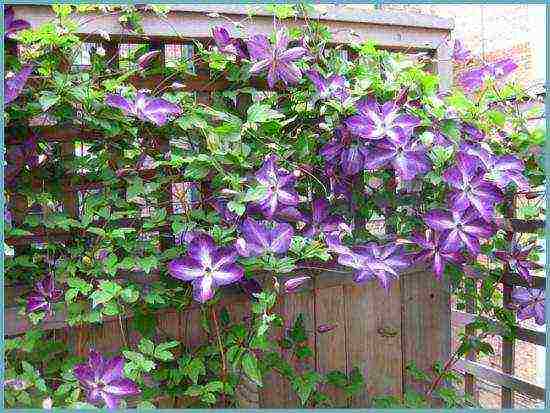 clematis planting and care in the open field for the winter