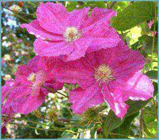 clematis planting and care in the open field for the winter