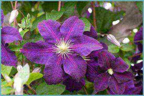 pagtatanim ng clematis at pangangalaga sa bukas na bukid para sa taglamig