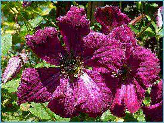 clematis planting and care in the open field for the winter