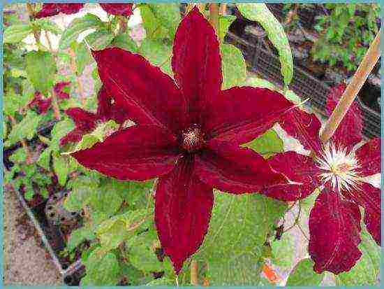 clematis planting and care in the open field for the winter