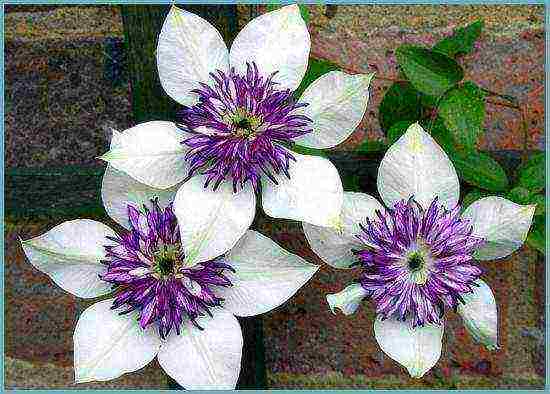 clematis planting and care in the open field for the winter