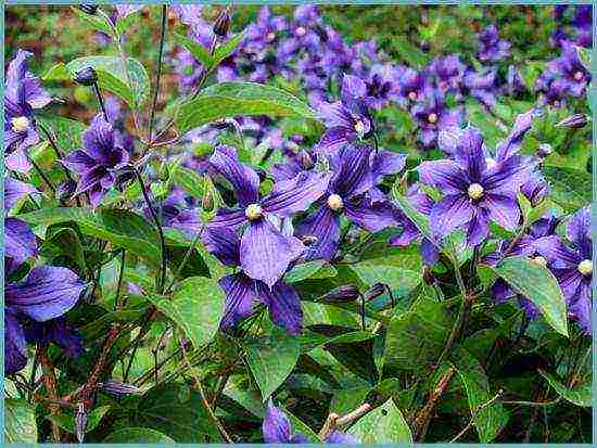 clematis planting and care in the open field for the winter