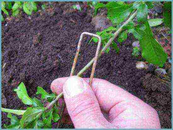 clematis planting and care in the open field for the winter