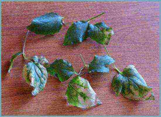 clematis planting and care in the open field for the winter