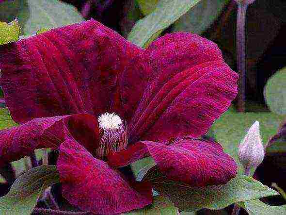 clematis planting and care in the open field for the winter