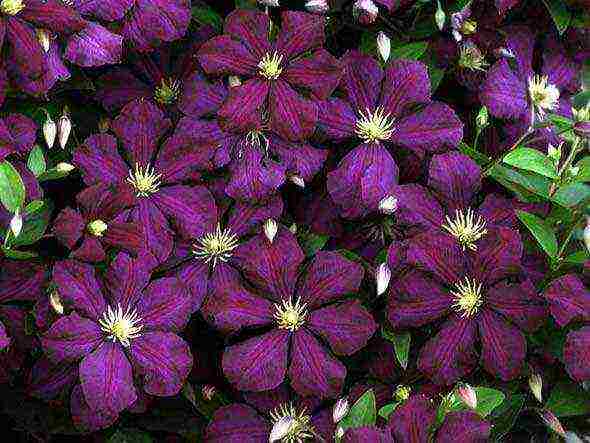 clematis planting and care in the open field for the winter