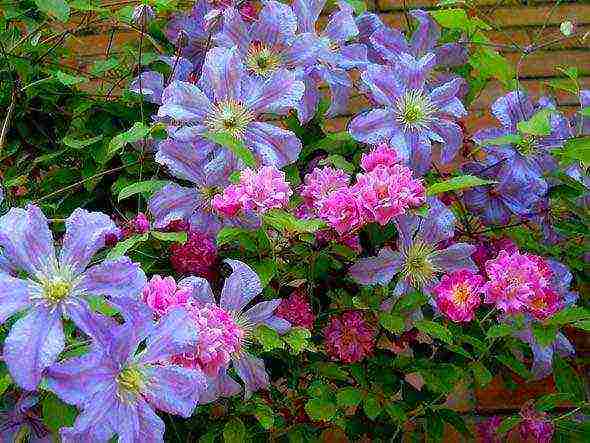 clematis planting and care in the open field for the winter