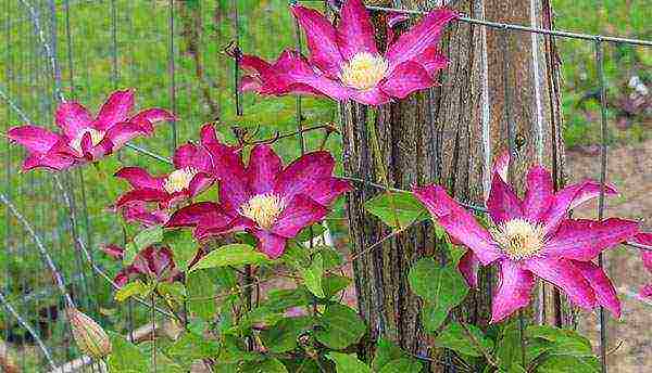 clematis planting and care in the open field for the winter