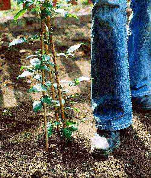 clematis planting and care in the open field for the winter