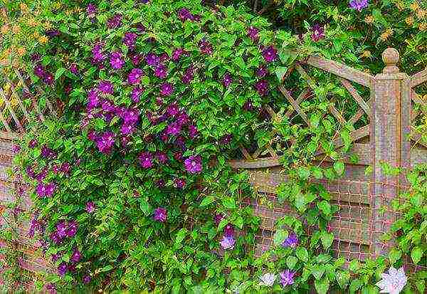 clematis planting and care in the open field for the winter