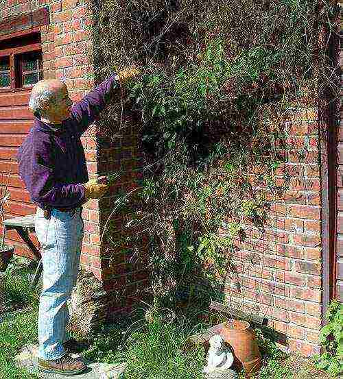 clematis planting and care in the open field for the winter