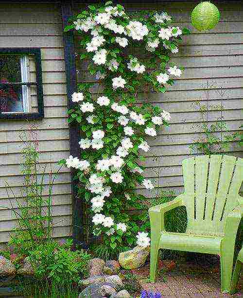 clematis planting and care in the open field in the suburbs