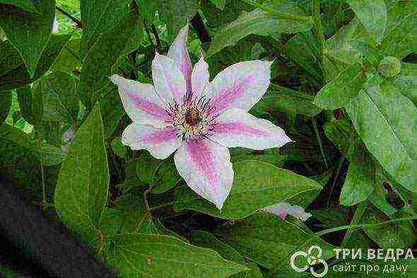 clematis planting and care in the open field in the suburbs