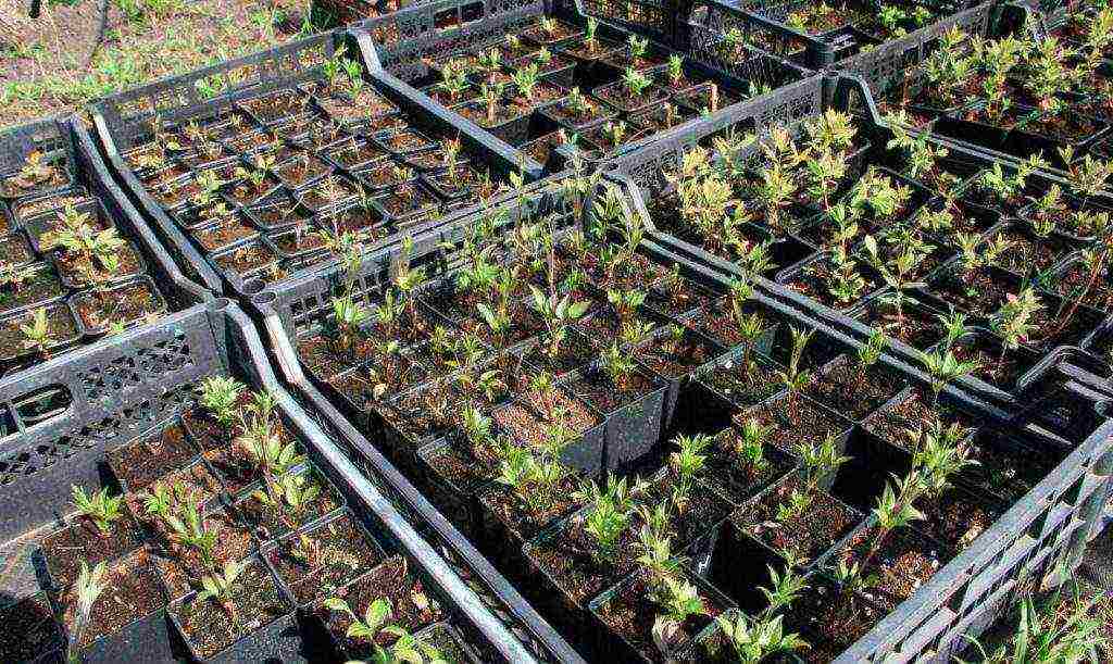 clematis planting and care in the open field in the suburbs