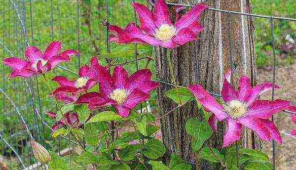 clematis planting and care in the open field in the suburbs