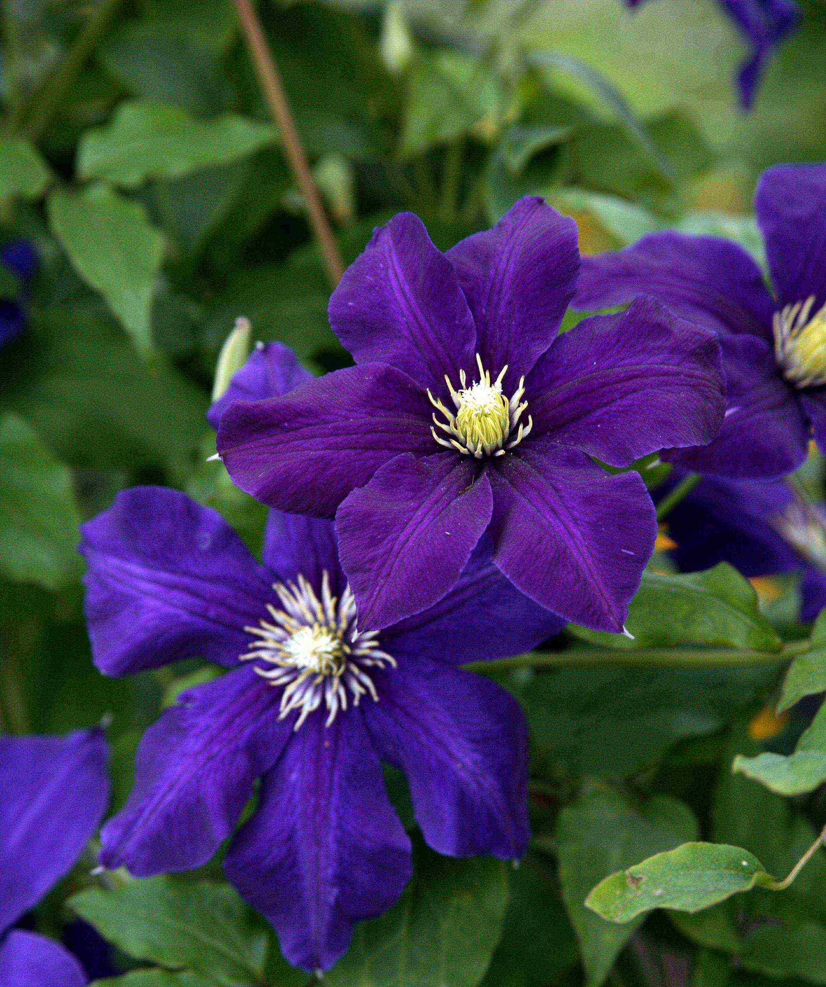 clematis planting and care in the open field in the suburbs