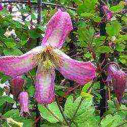 clematis planting and care in the open field in the suburbs