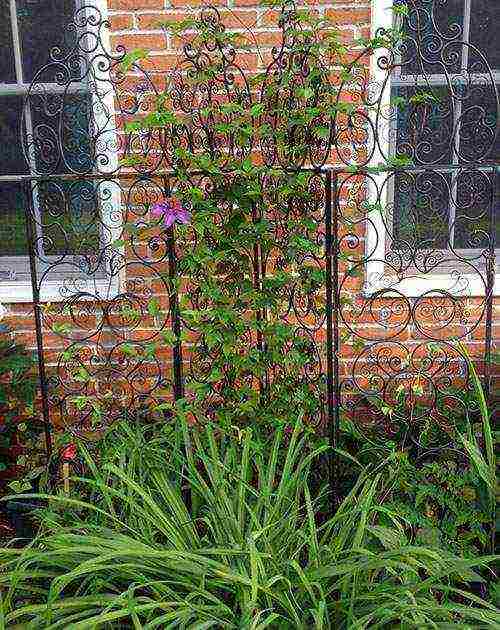 clematis planting and care in the open field in the suburbs