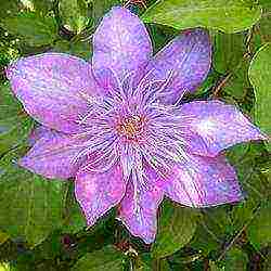 clematis planting and care in the open field in the suburbs