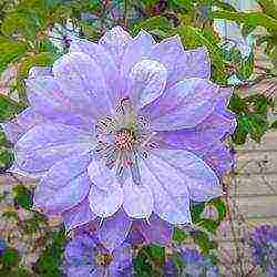 clematis planting and care in the open field in the suburbs