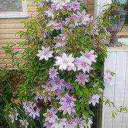 clematis planting and care in the open field in the suburbs