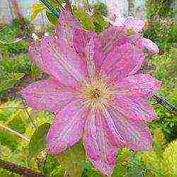 clematis planting and care in the open field in the suburbs