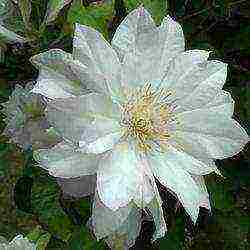 clematis planting and care in the open field in the suburbs