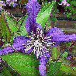 clematis planting and care in the open field in the suburbs