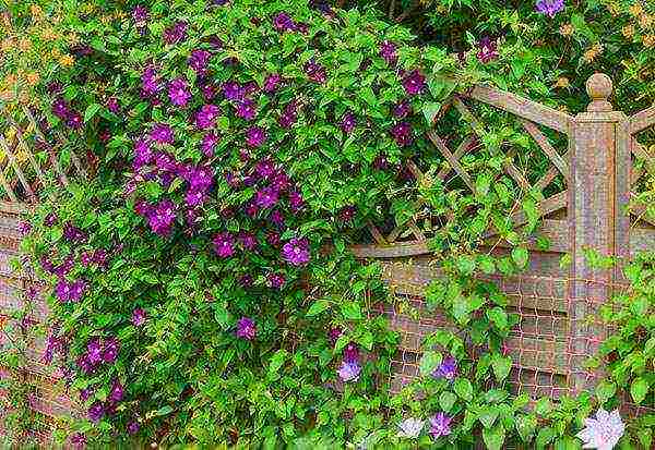 clematis planting and care in the open field in the suburbs